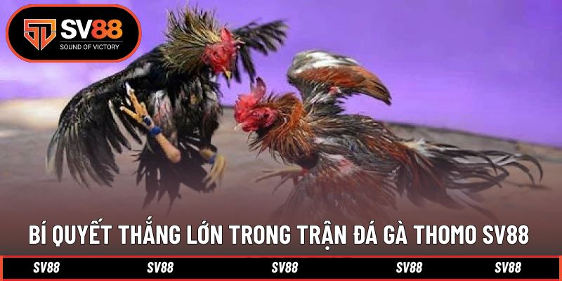 Bí quyết để đạt hiệu quả khi cược đá gà ấn tượng