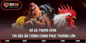 Đá gà Thomo SV88