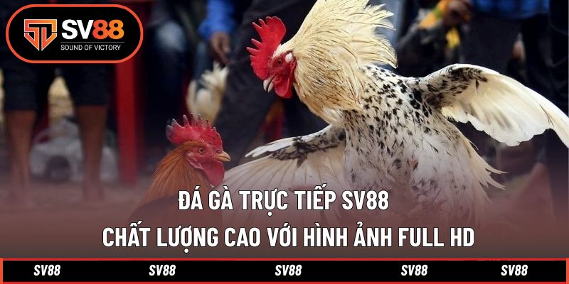 Đá gà trực tiếp SV88