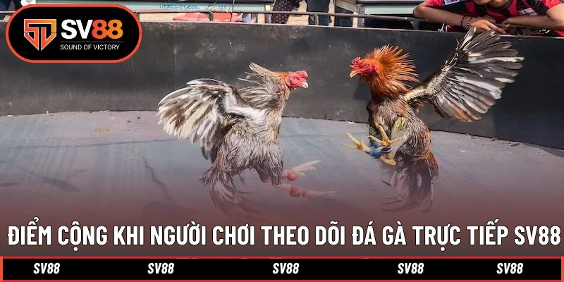 Điểm nổi bật trong trải nghiệm theo dõi trực tiếp chiến kê