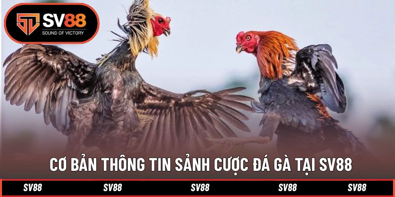 Giới thiệu nhanh bộ môn thi đấu đầy ấn tượng