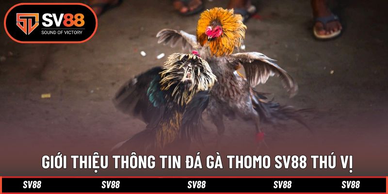Giới thiệu cơ bản bộ môn thi đấu đá gà Thomo