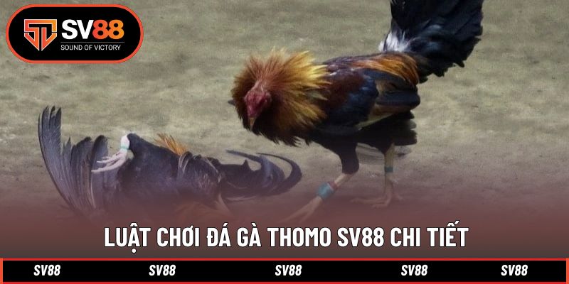 Luật thi đấu chi tiết trong từng trận đá gà Thomo