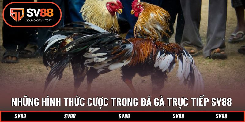 Đa dạng hình thức cược trong thi đấu trực tiếp