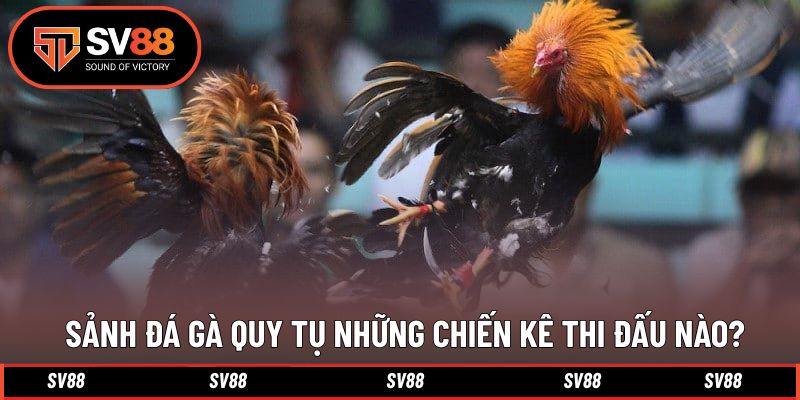 Tại sảnh quy tu đa dạng chiến kê hàng đầu khu vực