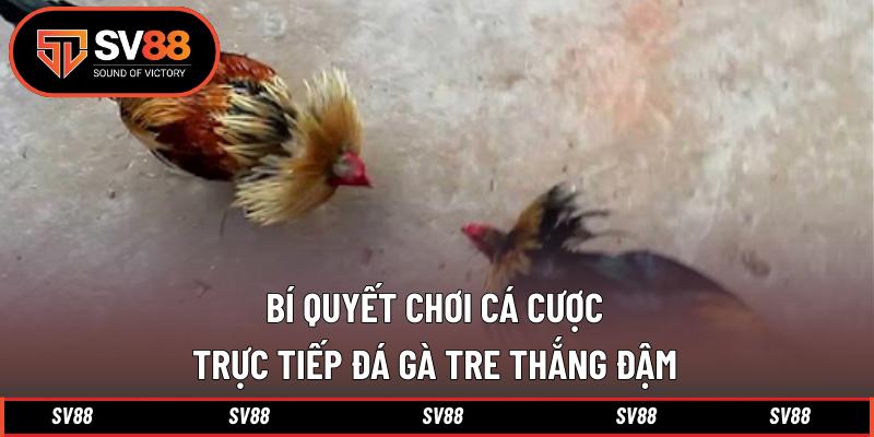 Bí quyết chơi cá cược trực tiếp đá gà tre thắng đậm 