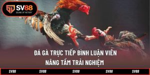 Đá Gà Trực Tiếp Bình Luận Viên