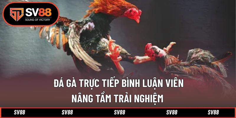 Đá Gà Trực Tiếp Bình Luận Viên