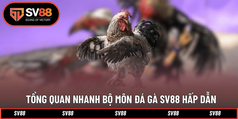 Giới thiệu thông tin theo dõi bộ môn đá gà ấn tượng