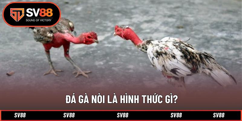 Đá gà nòi là hình thức gì?