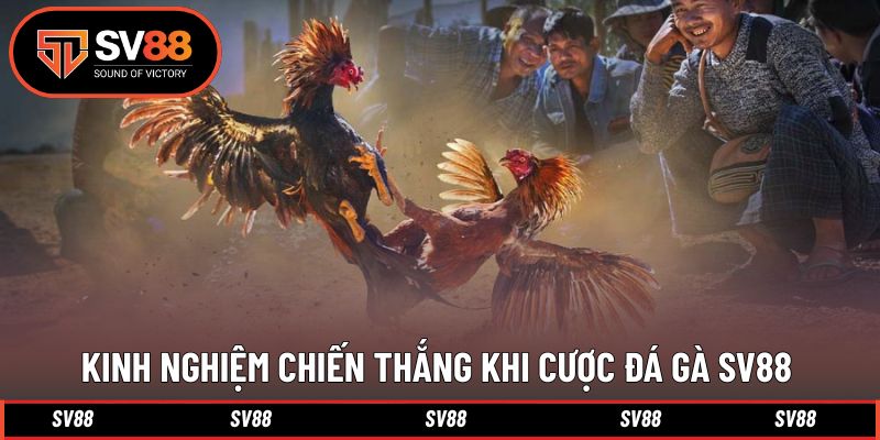 Kinh nghiệm thắng lớn trong mỗi trận đấu cược đá gà