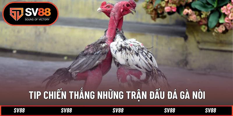 Tip chiến thắng những trận đấu đá gà nòi