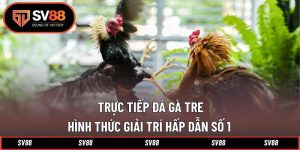 Trực Tiếp Đá Gà Tre
